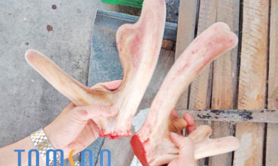 Nhung hươu để làm gì