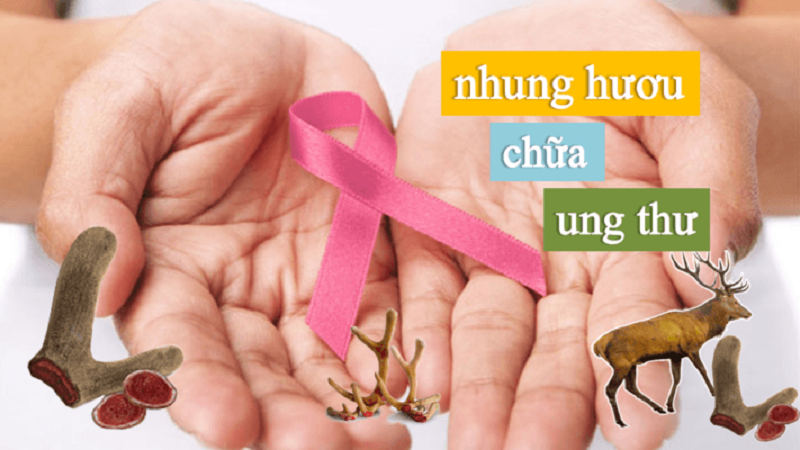 Nhung hươu chữa ung thư