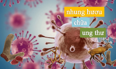 Nhung hươu chữa ung thư bằng cách nào