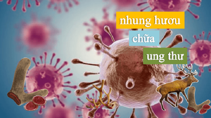 Nhung hươu chữa ung thư bằng cách nào