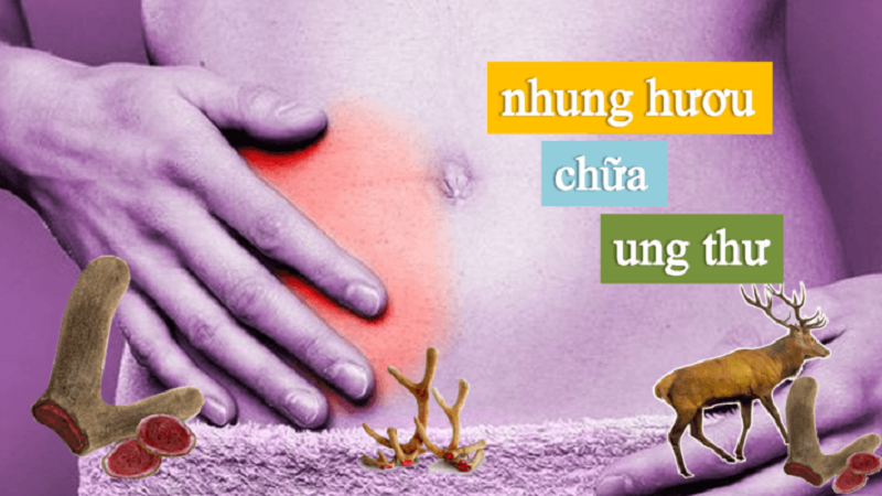 Nhung hươu chữa ung thư hiệu quả