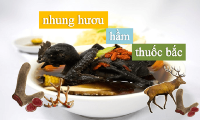 Nhung hươu hầm thuốc bắc với gà ác