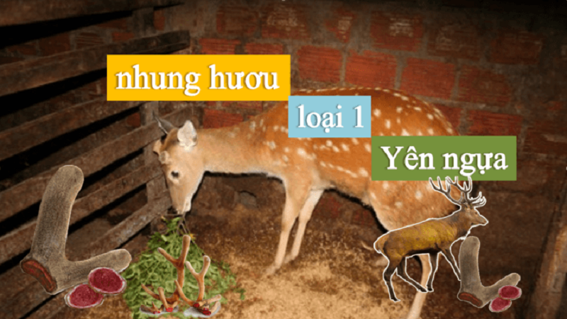 Nhung hươu loại 1 nhung yên ngựa