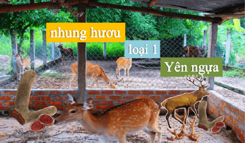 Nhung hươu loại 1 yên ngựa