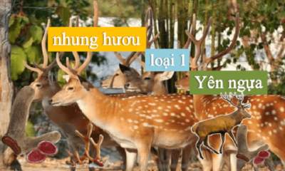 Nhung hươu loại 1 tại Tamsoa chất lượng