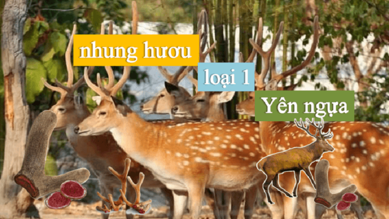 Nhung hươu loại 1 tại Tamsoa chất lượng