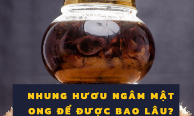 Nhung hươu ngâm mật ong