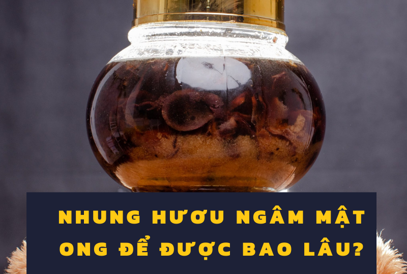 Nhung hươu ngâm mật ong