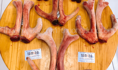Tại sao bạn nên mua nhung hươu tại Tamsoa