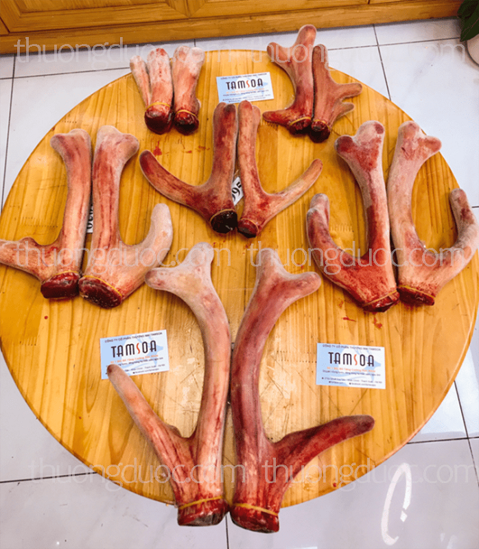 Tại sao bạn nên mua nhung hươu tại Tamsoa