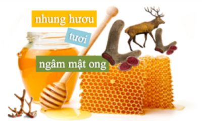 Cách ăn nhung hươu ngâm mật ong