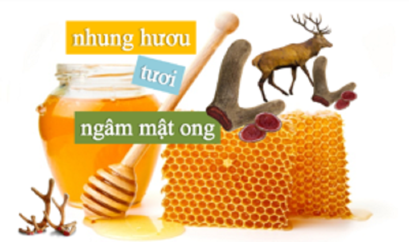 Cách ăn nhung hươu ngâm mật ong