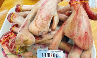 Nhung hươu giá rẻ tại Tamsoa