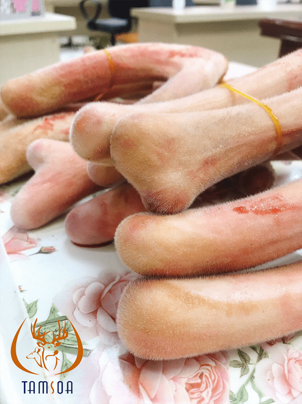 Nhung hươu có mọc trở lại sau thu hoạch không?