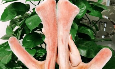 Nhung hươu hà tĩnh có tốt không