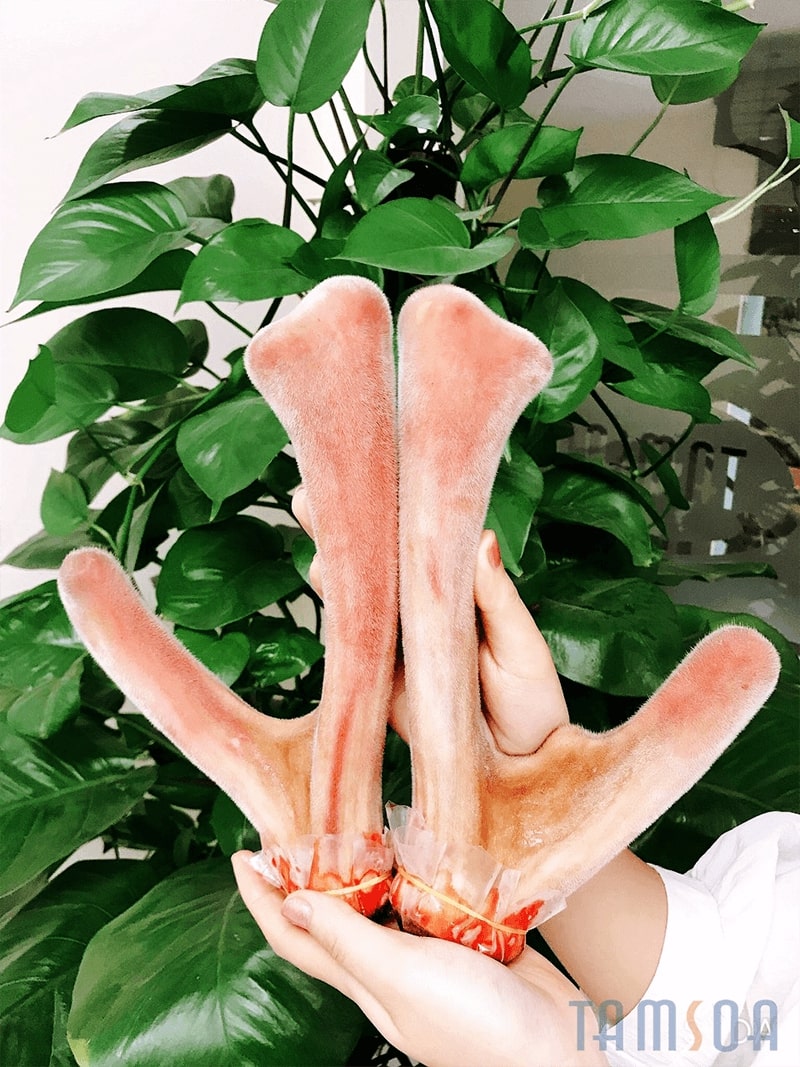 Tamsoa chuyên bán nhung hươu cao cấp