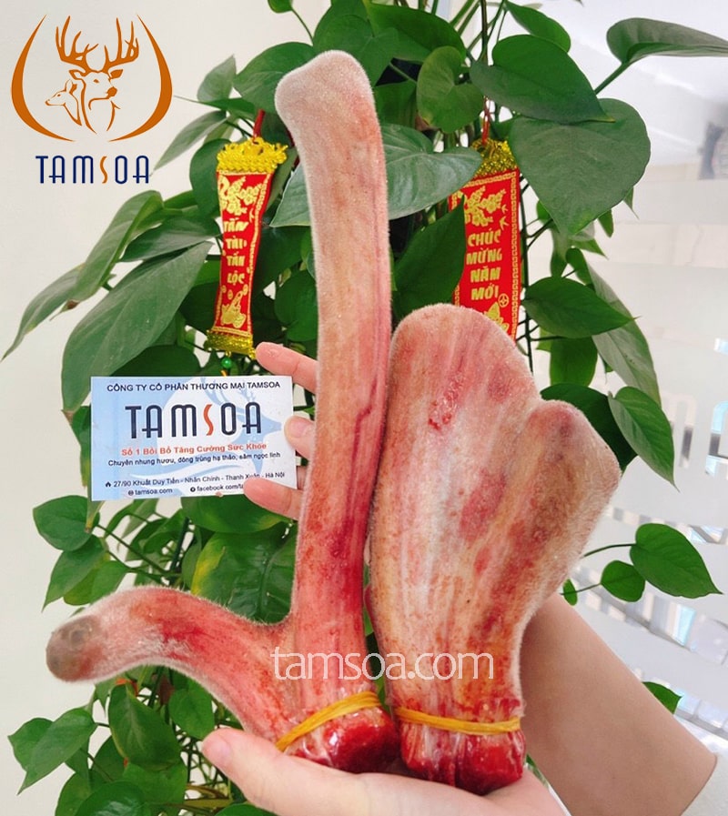 Nhung hươu tặng mẹ cha