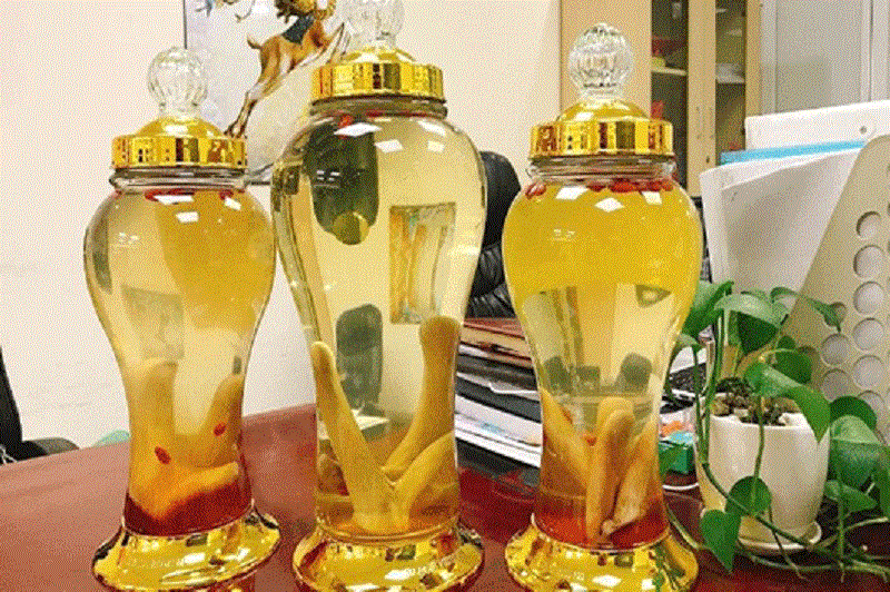 Nhung hươu ngâm rượu với thuốc bắ