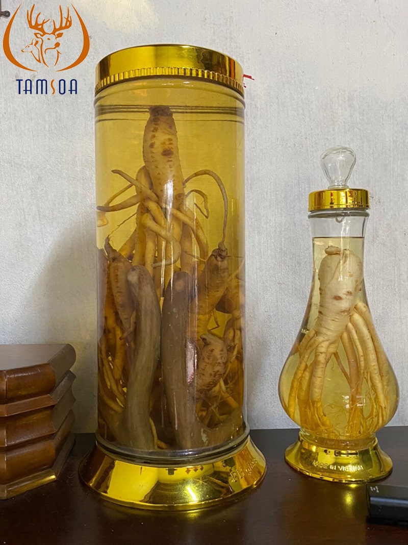 Ăn nhung hươu ngâm rượu với sâm và thuốc bắc Ăn nhung hươu ngâm rượu với sâm và thuốc bắc