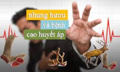 Nhung hươu và bệnh cai huyết áp