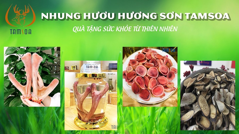 Đơn vị bán nhung hươu số 1 Việt Nam