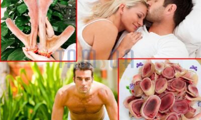 Dùng nhung hươu đều đặn có thể chữa được bệnh vô thai