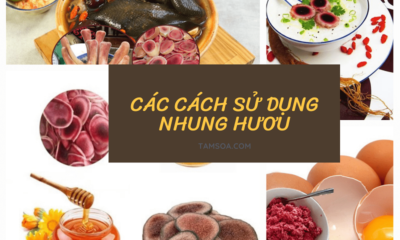 Ăn nhung hươu thế nào để đạt được tác dụng tốt nhất?