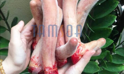 Đơn vị bán nhưng hươu uy tín