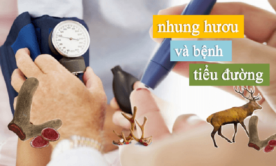 Nhung hươu hỗ trợ rất tốt cho người bị tiểu đường