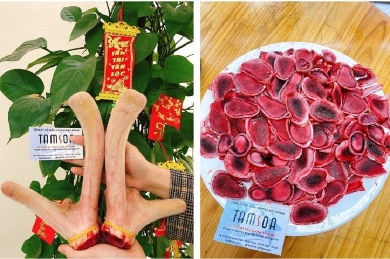 Nhung hươu cần bảo quản cẩn thận, tránh bị hư hỏng