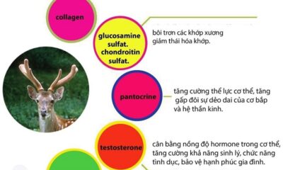Trong nhung hươu chứa nhiều thành phần bổ dưỡng và tốt cho sức khỏe