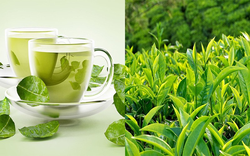 Trà xanh rất giàu chất chống oxy hóa tốt cho làn da