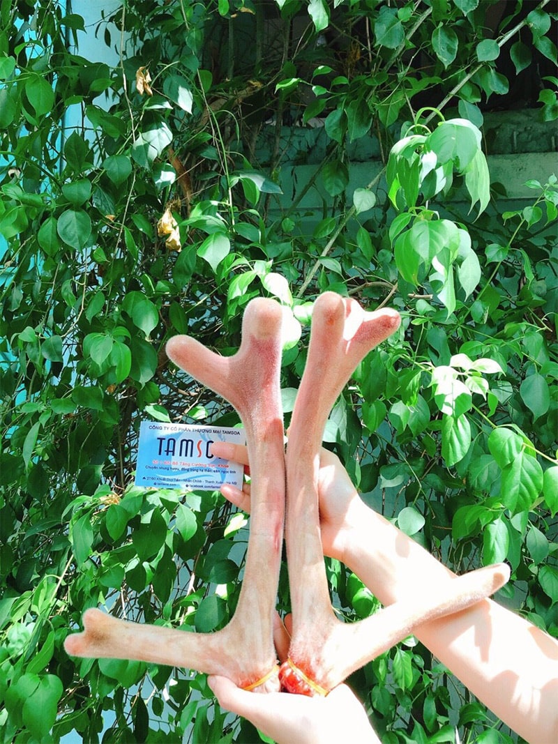 Nhung hươu tươi