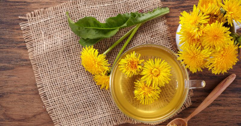 Nước bồ công anh trị tắc tia sữa cực hiệu quả
