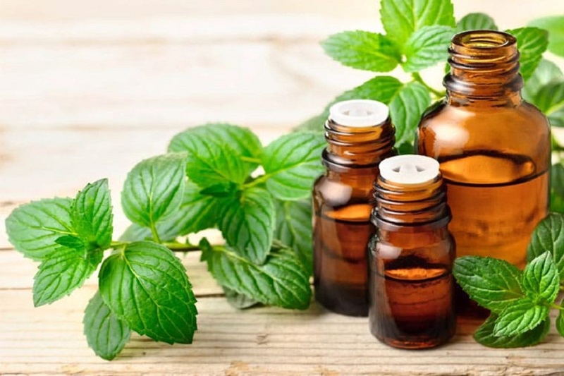 Tinh dầu của bạc hà đi vào sữa mẹ và khiến bé bỏ bú nhiều hơn