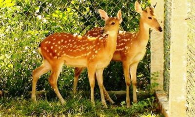 Kinh nghiệm chọn mua nhung hươu tươi chất lượng tốt nhất
