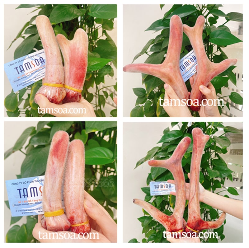 Nên chọn mua nhung hươu tươi chất lượng ở Hương Sơn - Hà Tĩnh