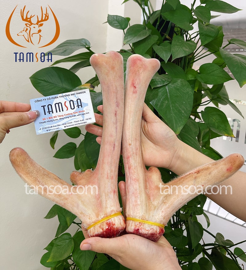 Kinh nghiệm chọn mua nhung hươu tươi trữ đông chất lượng