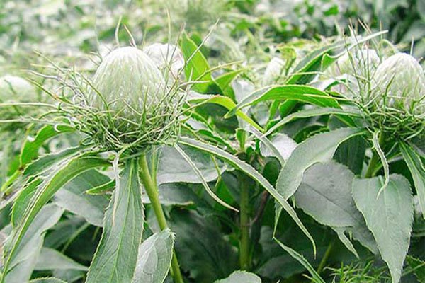 Thảo dược bạch truật Thảo dược bạch truật