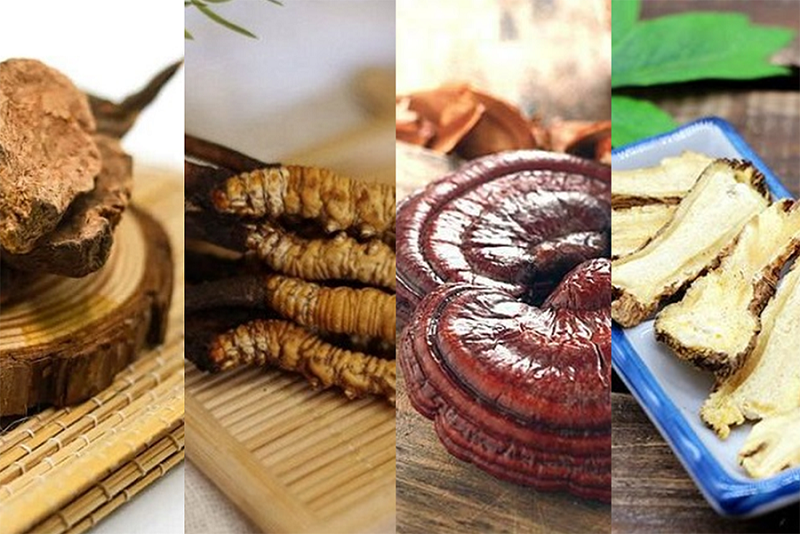 Thảo dược bồi bổ cơ thể Thảo dược bồi bổ cơ thể