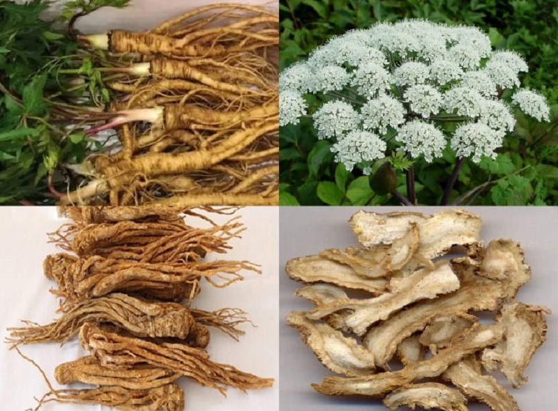 Đương quy có tác dụng bổ huyết