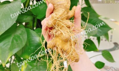 Sâm Ngọc Linh của Việt Nam