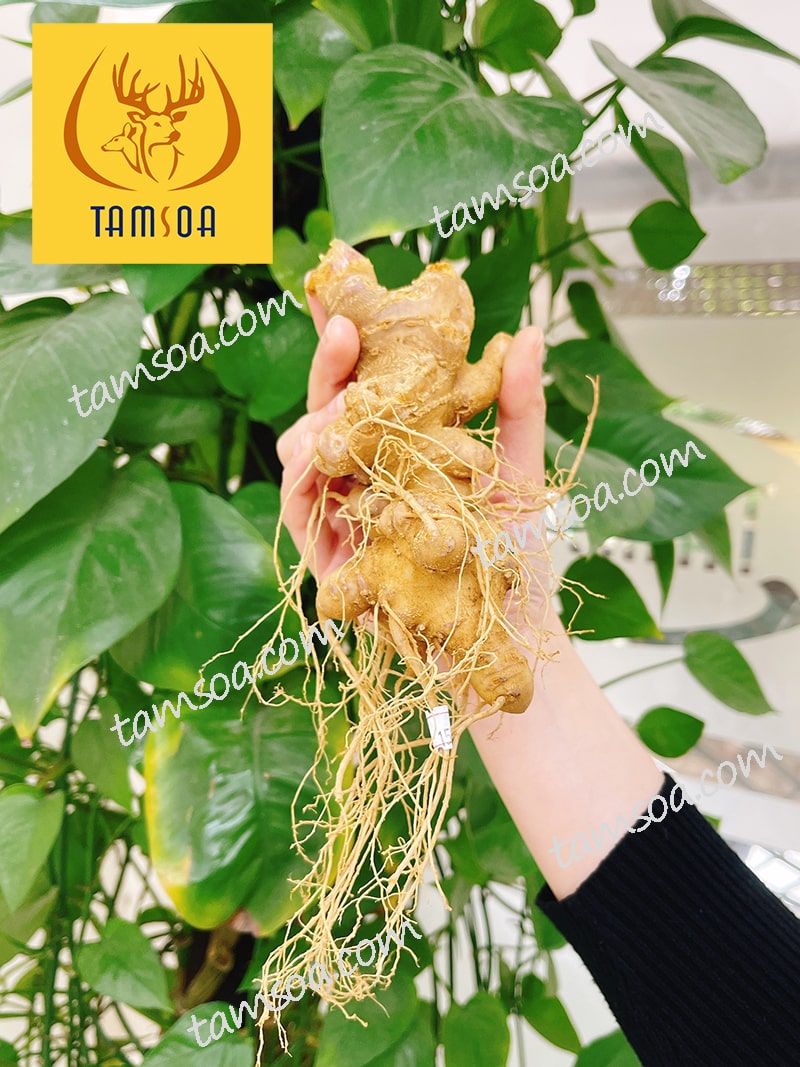 Sâm Ngọc Linh của Việt Nam