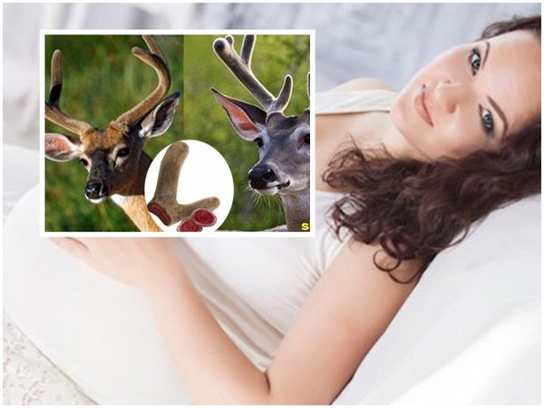 Cách dùng nhung hươu cho phụ nữ Cách dùng nhung hươu cho phụ nữ