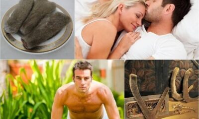 Nhung hươu giúp tăng sức bền, phát triển cơ cho người chơi thể thao