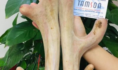 Nhung hươu – 1 trong 4 tứ đại danh dược tốt cho cơ thể