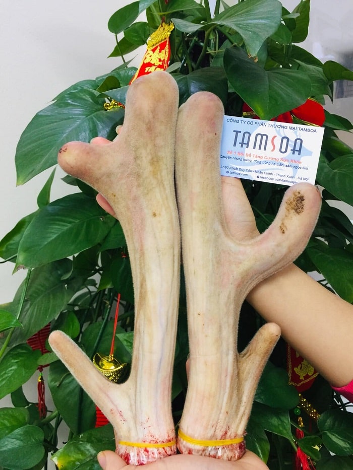 Nhung hươu – 1 trong 4 tứ đại danh dược tốt cho cơ thể