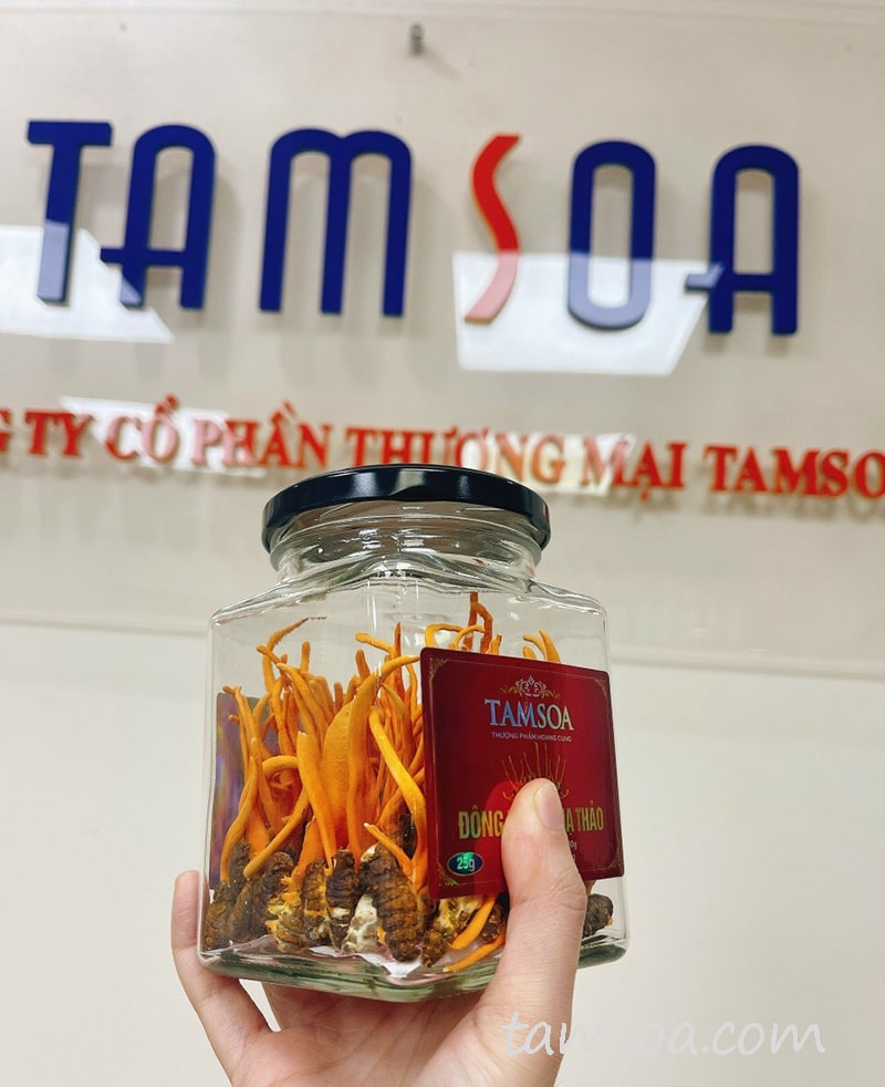 Đông trùng hạ thảo được nuôi cấy tại Việt Nam