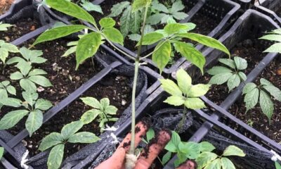 Điều kiện sinh trưởng của cây Sâm Ngọc Linh