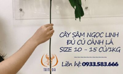 Ghé ngay hệ thống showroom Sâm Ngọc Linh tại công ty CP TM Tamsoa để tìm mua sản phẩm uy tín nhất